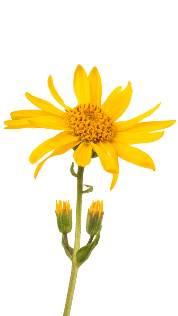 Arnica Montana
