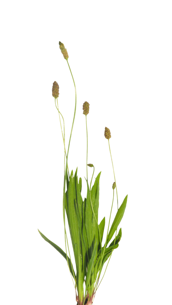 INDIJSKI TRPOTEC (PSYLLIUM)