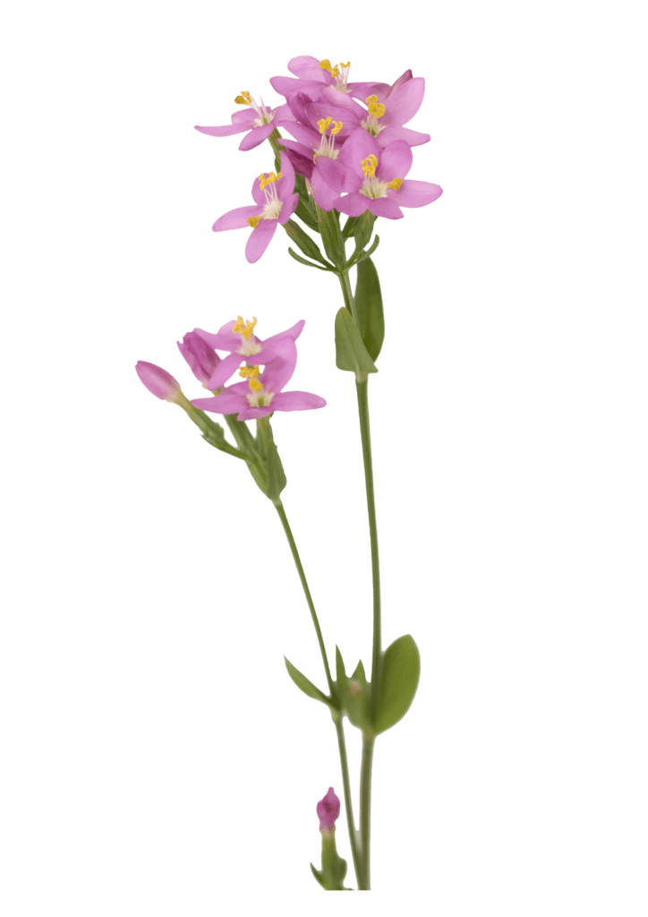 NAVADNA TAVŽENTROŽA